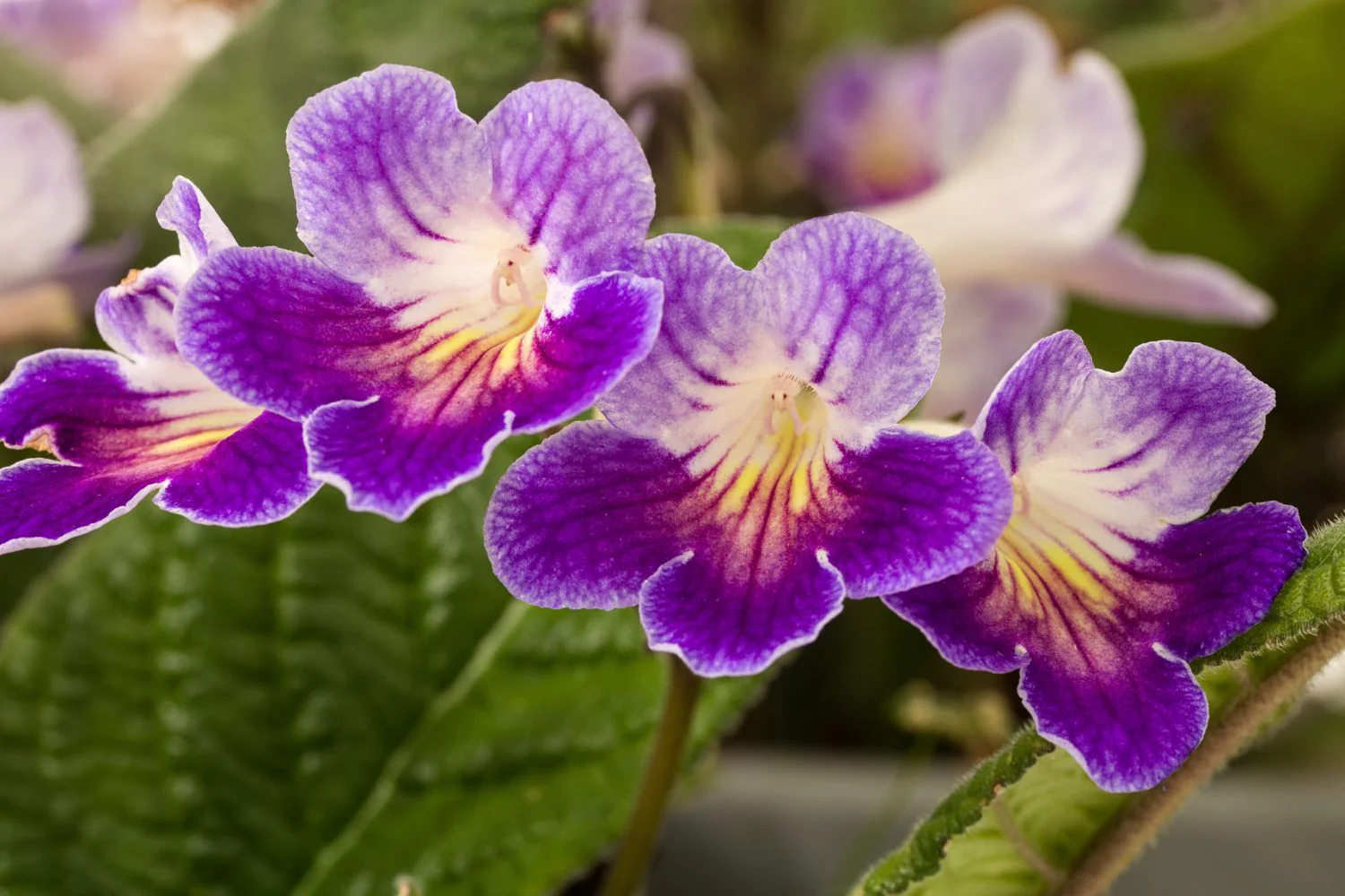 Streptocarpus <br>CAPE PRIMROSE MIX - Image 5