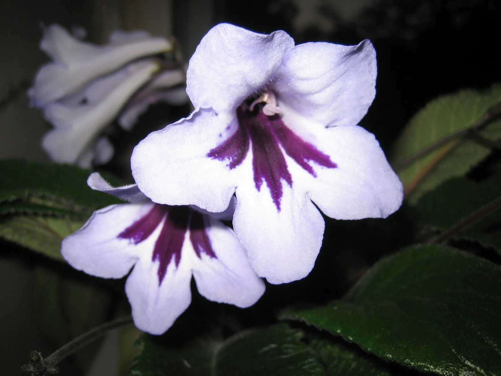Streptocarpus <br>CAPE PRIMROSE MIX - Image 7