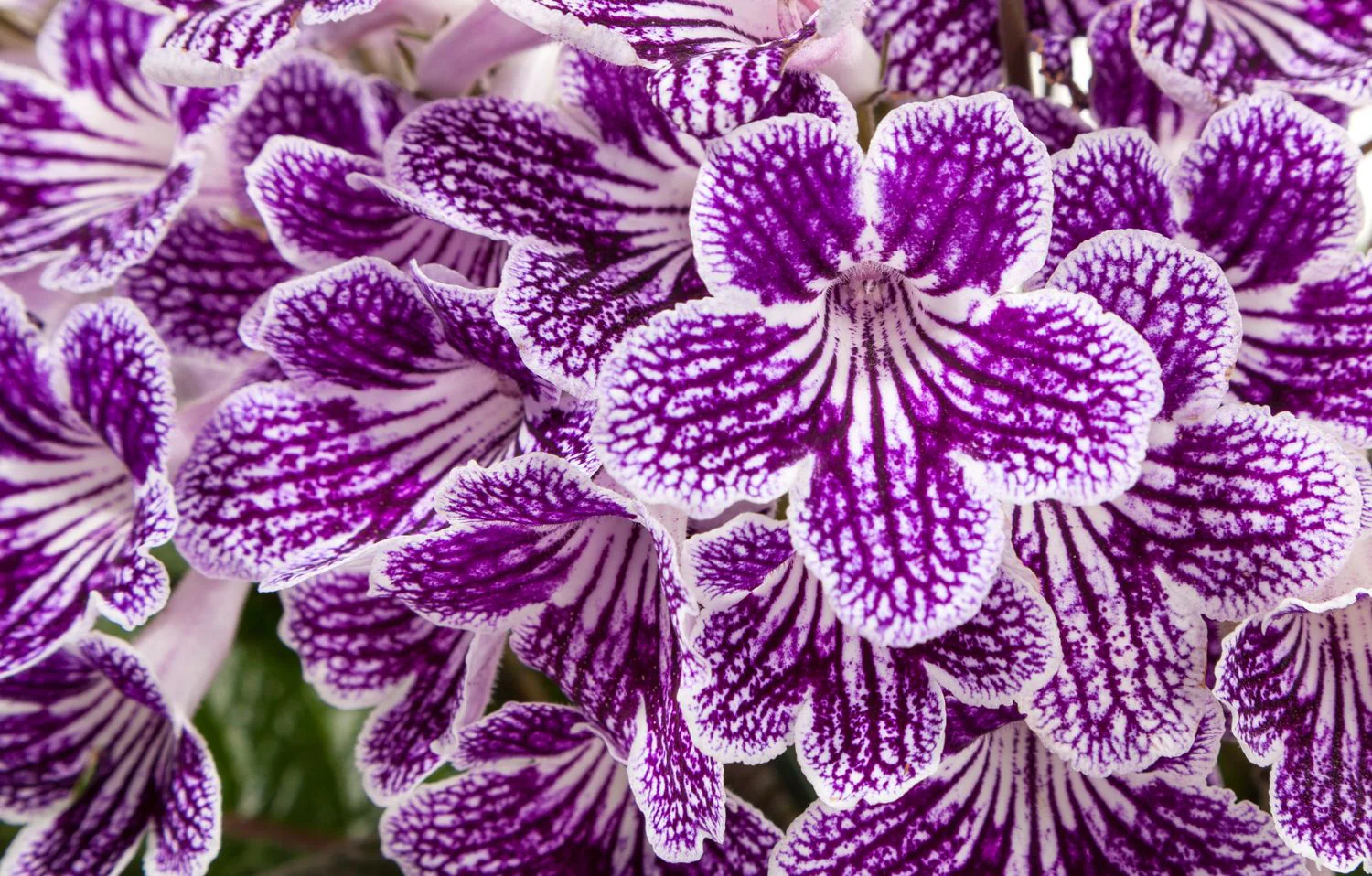 Streptocarpus <br>CAPE PRIMROSE MIX - Image 6