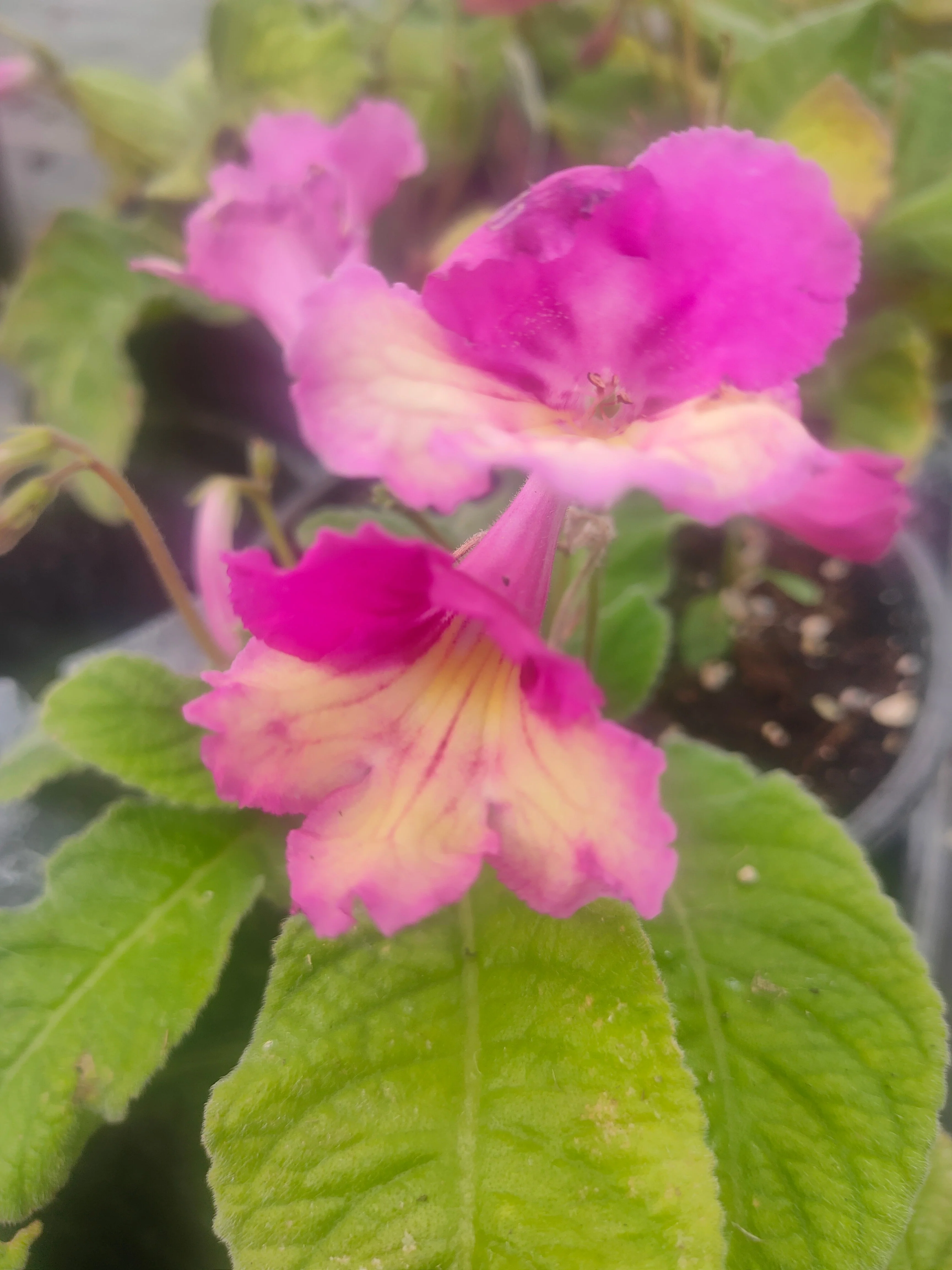 Streptocarpus <br>CAPE PRIMROSE MIX - Image 8