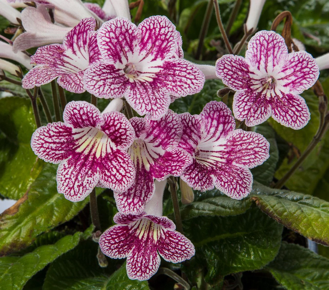 Streptocarpus <br>CAPE PRIMROSE MIX - Image 12