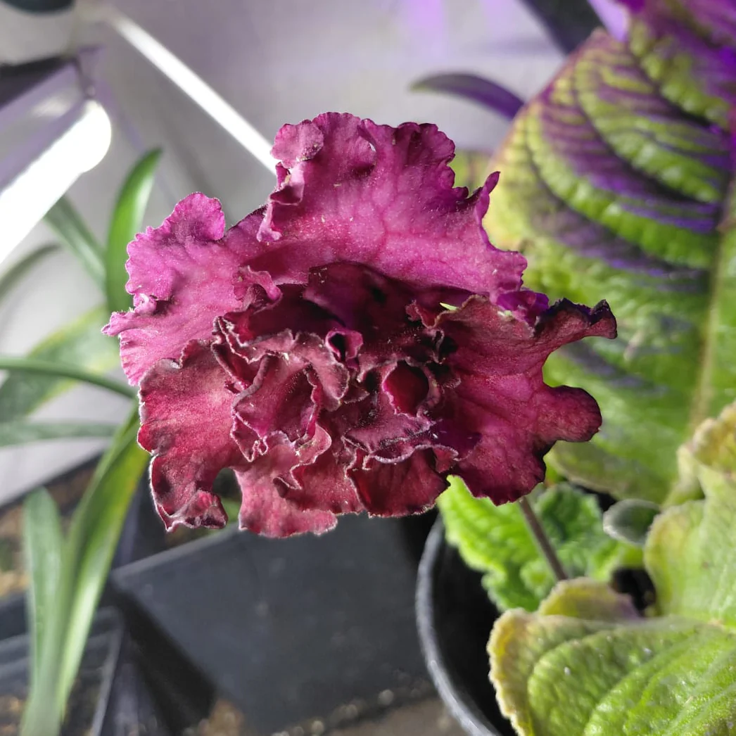 Streptocarpus <br>CAPE PRIMROSE MIX - Image 13