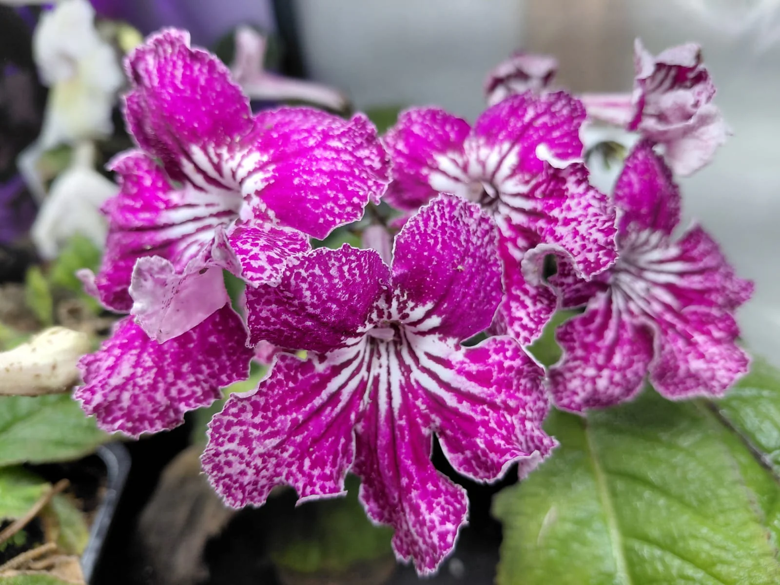 Streptocarpus <br>CAPE PRIMROSE MIX - Image 14