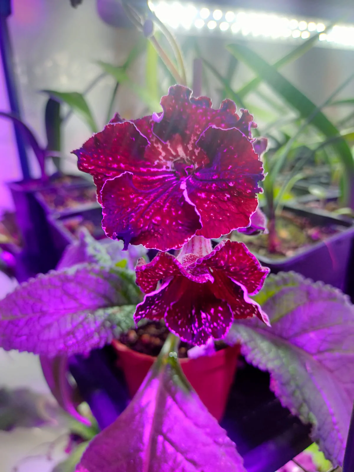 Streptocarpus <br>CAPE PRIMROSE MIX - Image 15