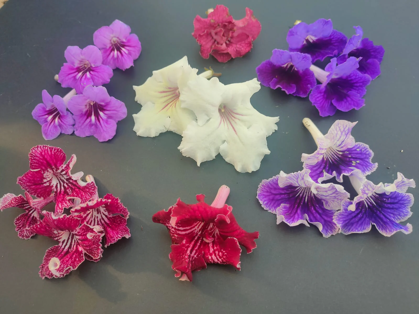 Streptocarpus <br>CAPE PRIMROSE MIX - Image 16