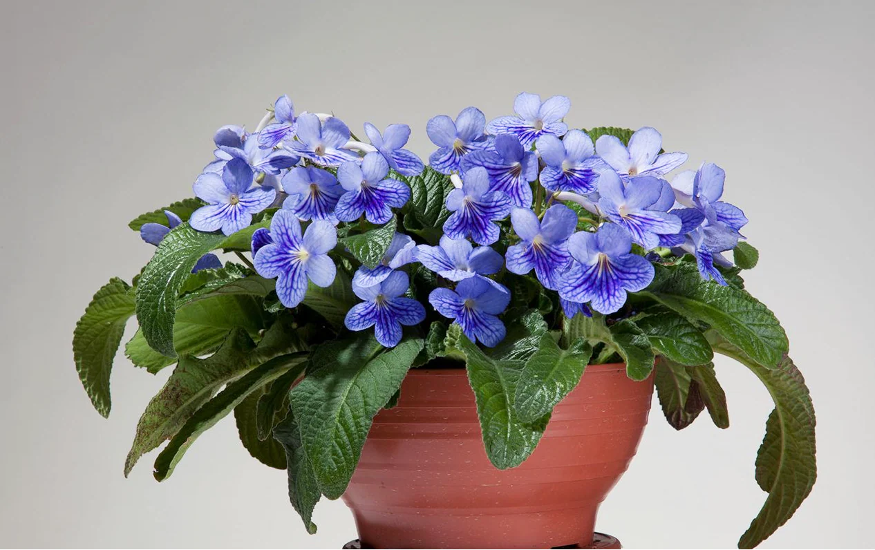 Streptocarpus <br>CAPE PRIMROSE MIX - Image 3