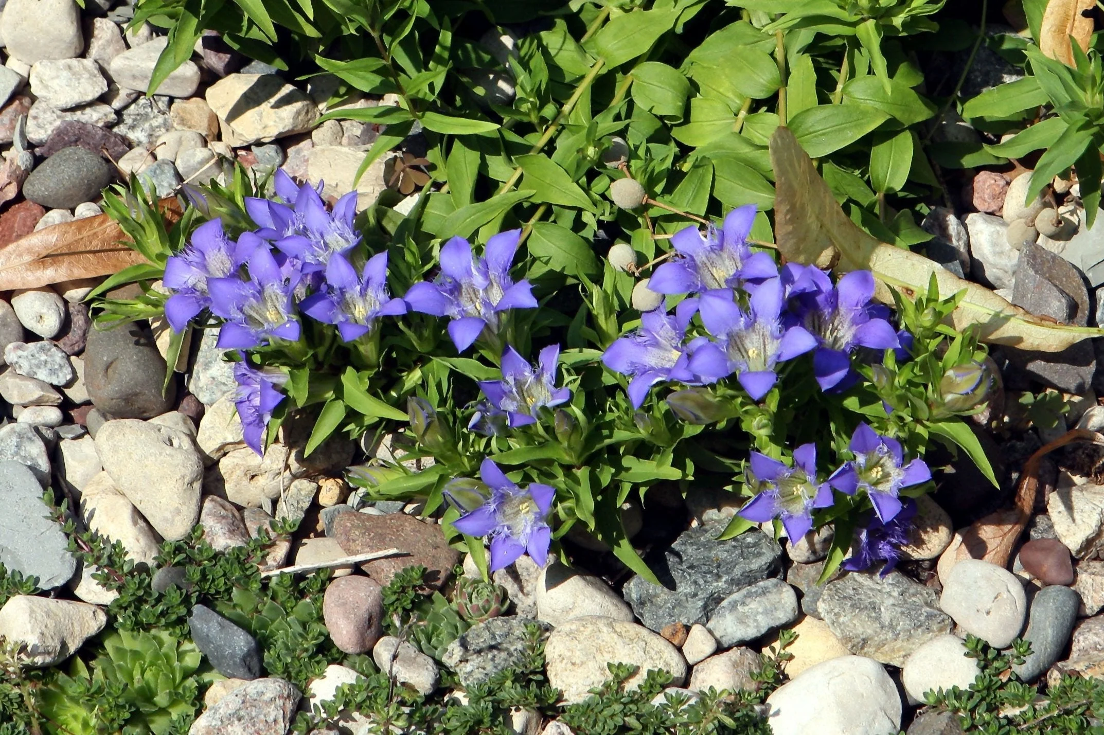 Gentiana septemfida <br>SUMMER GENTIAN