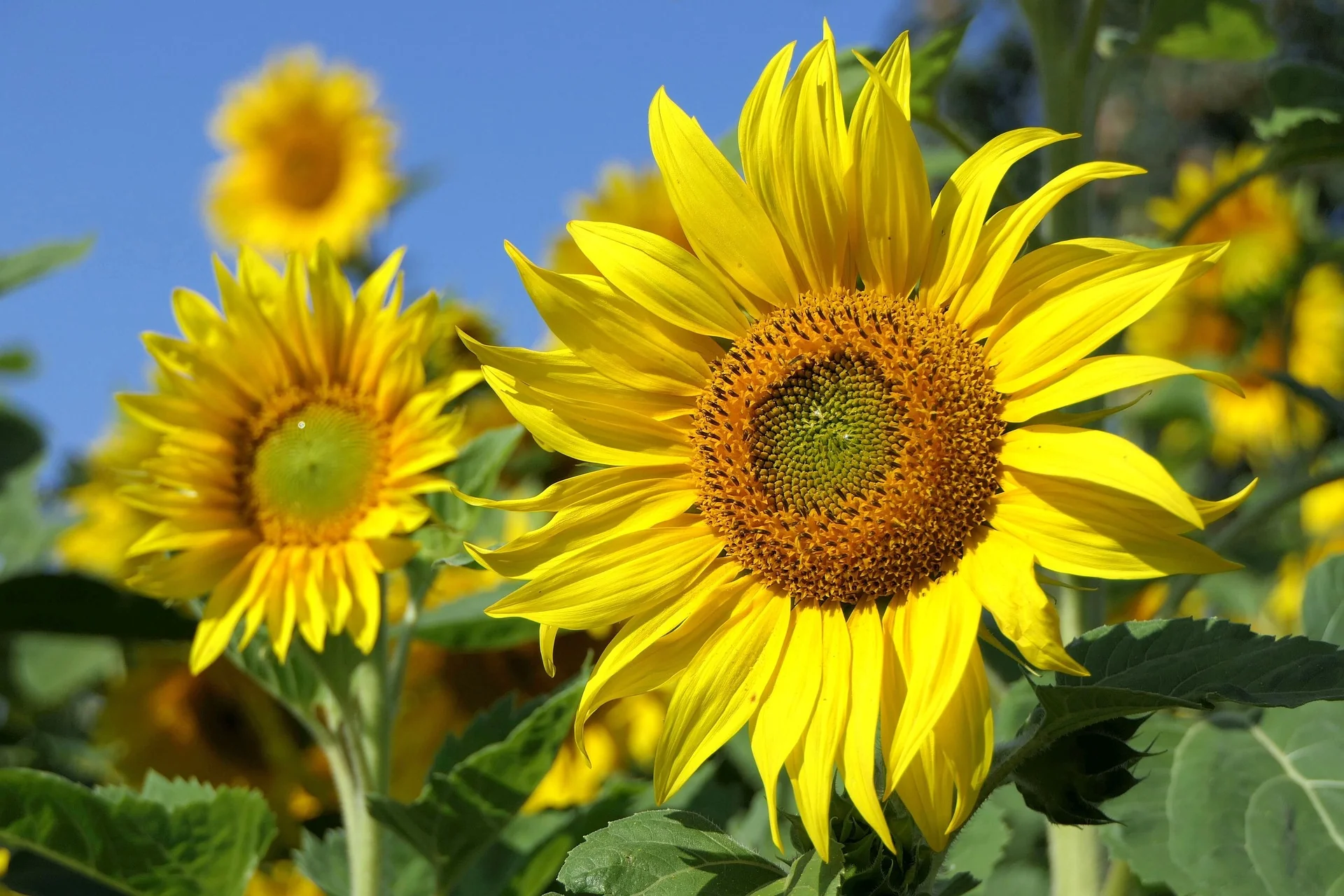 Helianthus <br>SUNFLOWER MIX - Image 10