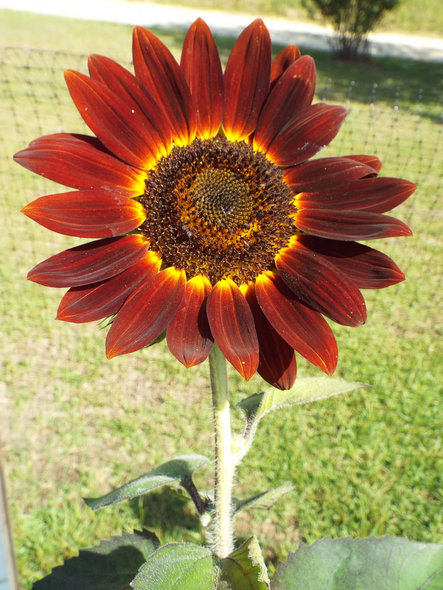 Helianthus <br>SUNFLOWER MIX - Image 5