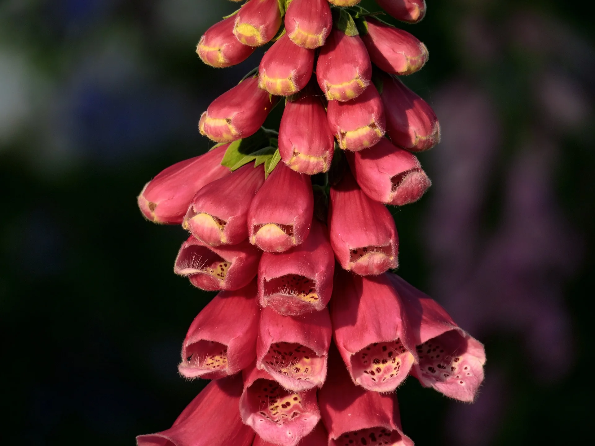 Digitalis obscura <br>SUNSET FOXGLOVE
