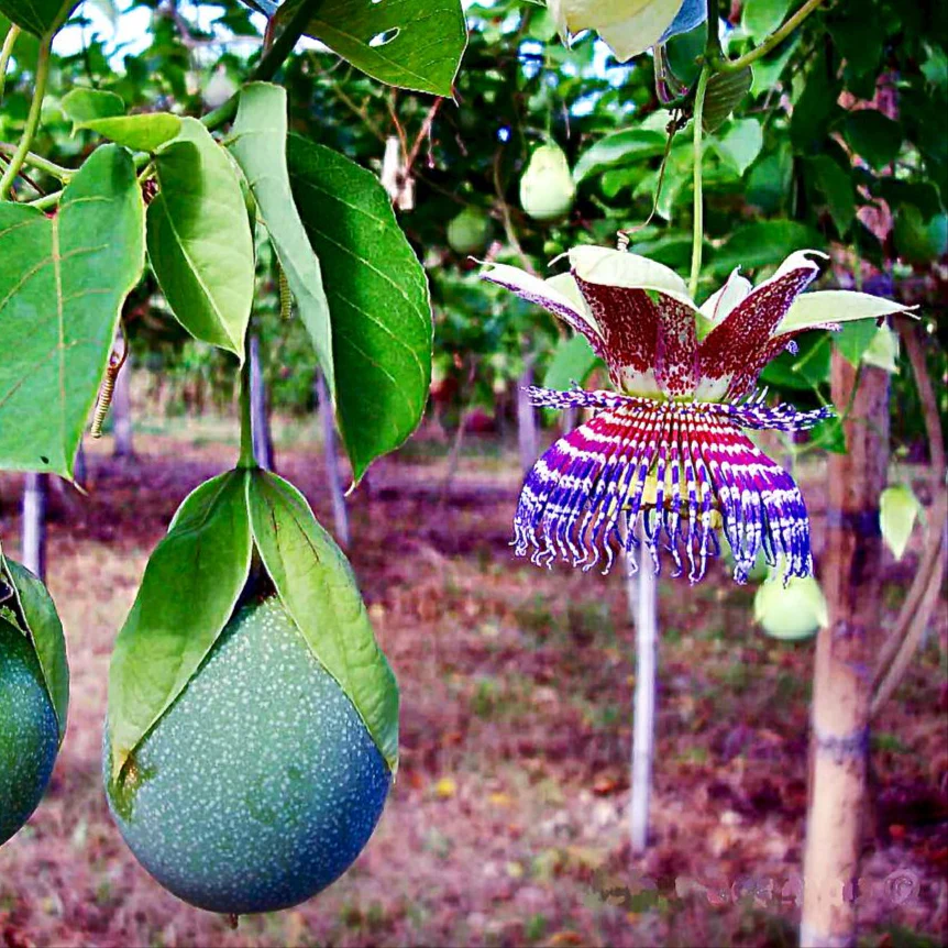 Passiflora maliformis <br>PASSION FLOWER SWEET CALABASH, Fragrant!
