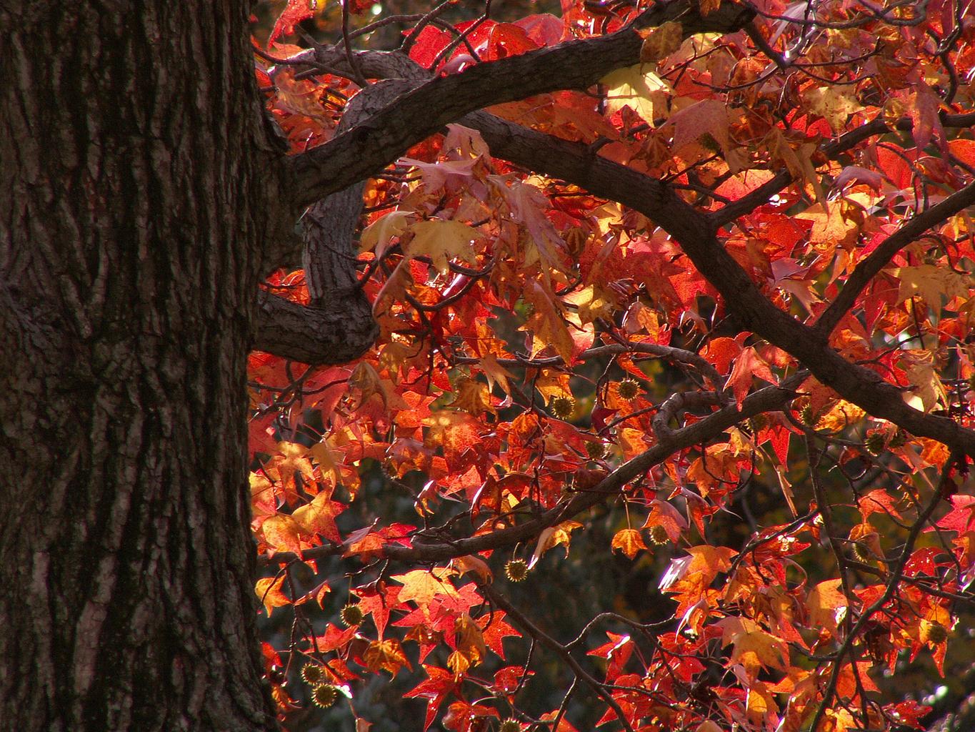 Liquidambar styraciflua <br>SWEET GUM