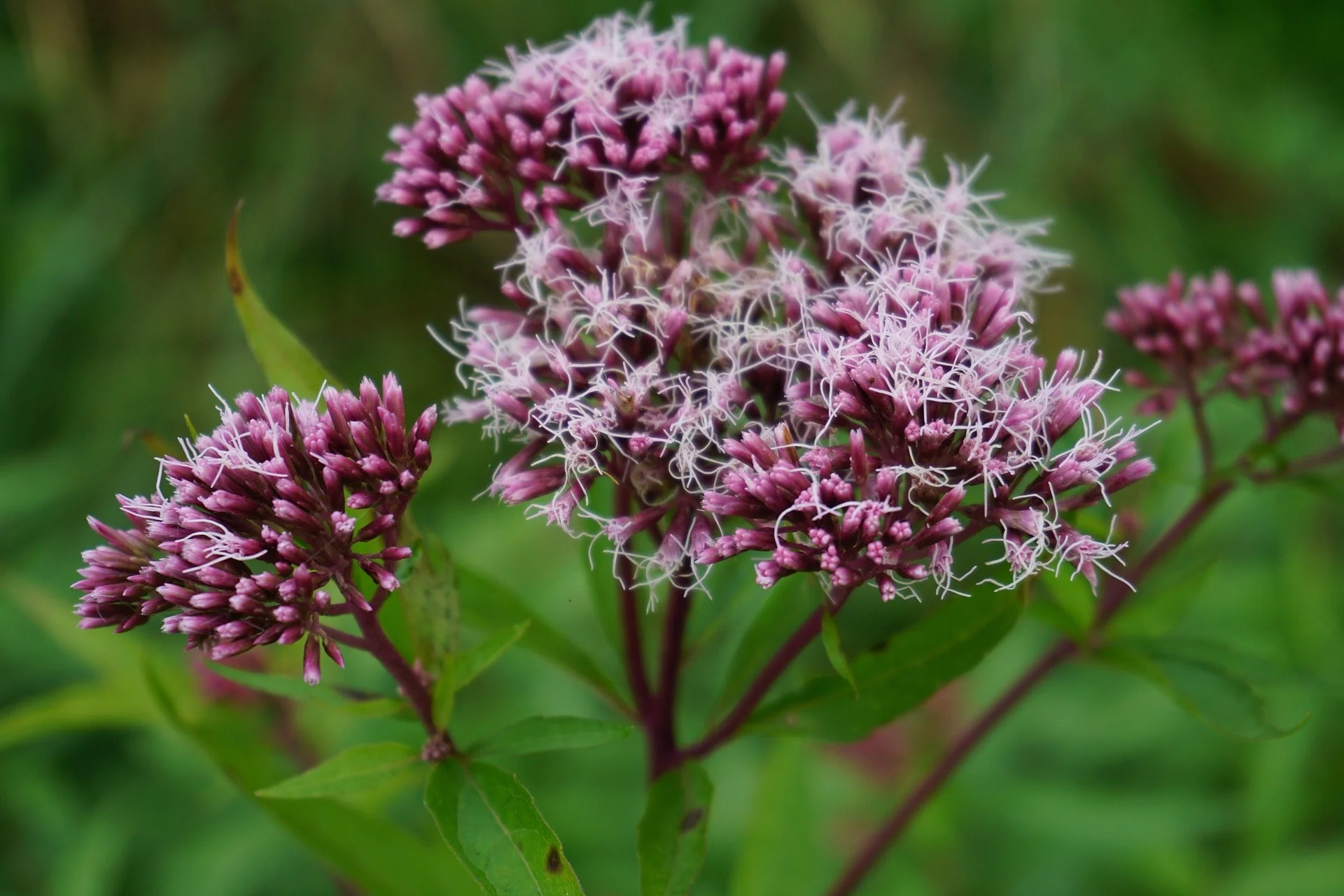 Eutrochium maculatum <br>JOE PYE WEED, BONESET - Image 3