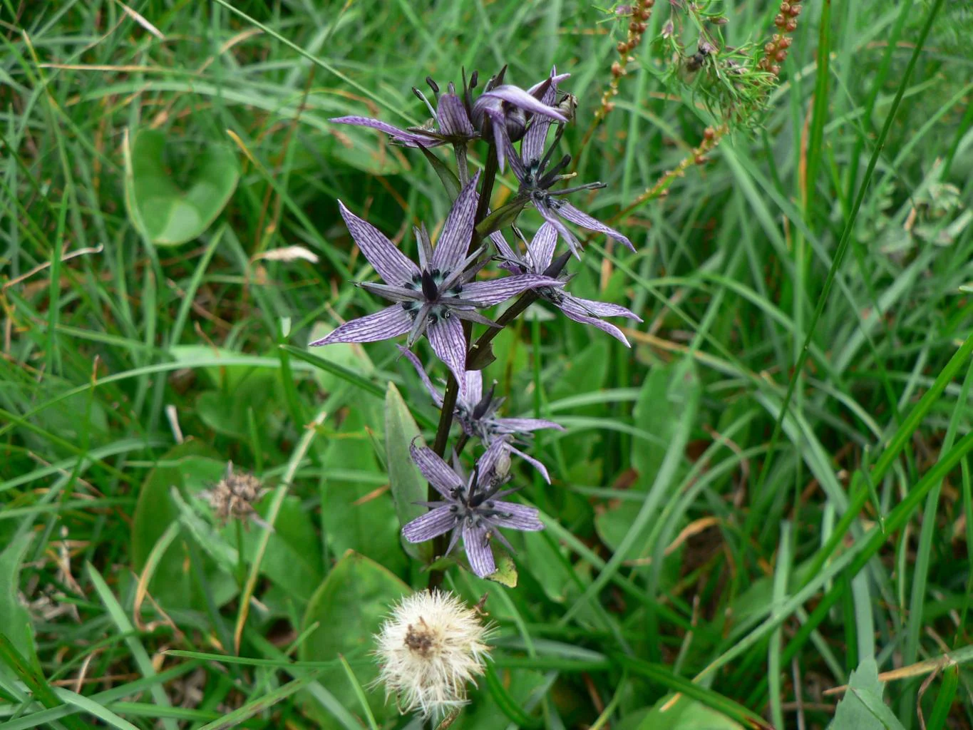 Swertia perennis <br>FELWORT, STAR SWERTIA - Image 2