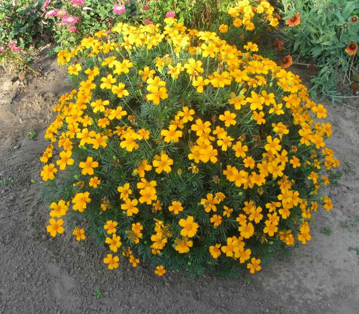 Tagetes patula <br>MARIGOLD LULU YELLOW