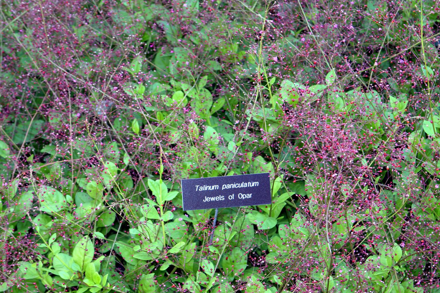 Talinum paniculatum <br>JEWEL'S OF OPAR