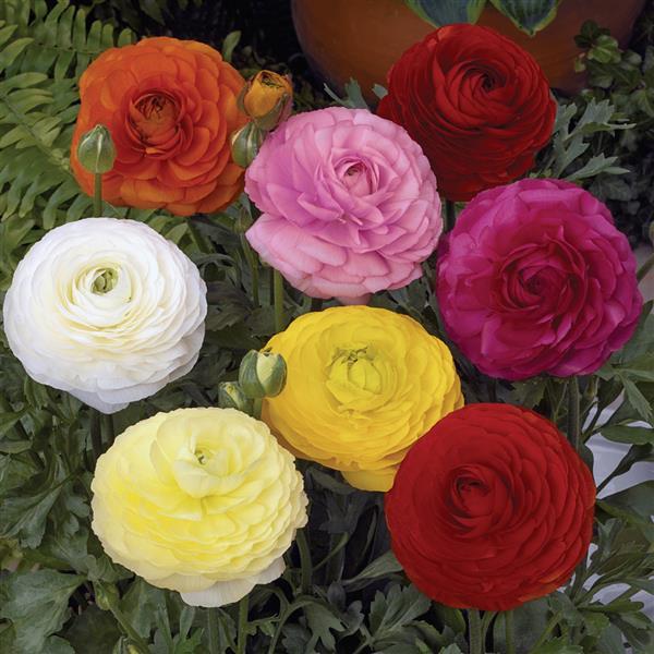 Ranunculus <br>RANUNCULUS CUTFLOWER MIX - Image 4