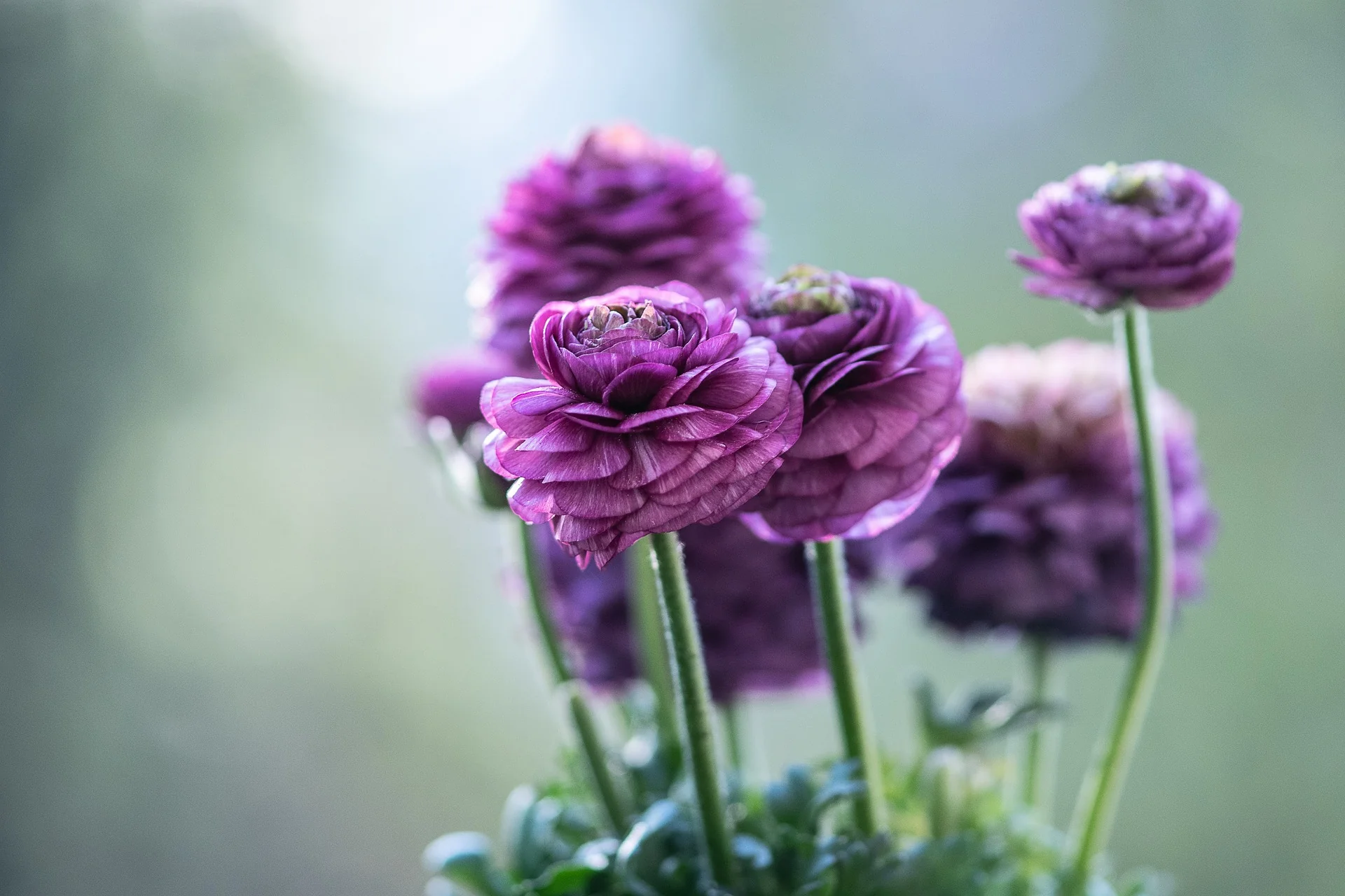 Ranunculus <br>RANUNCULUS CUTFLOWER MIX - Image 9