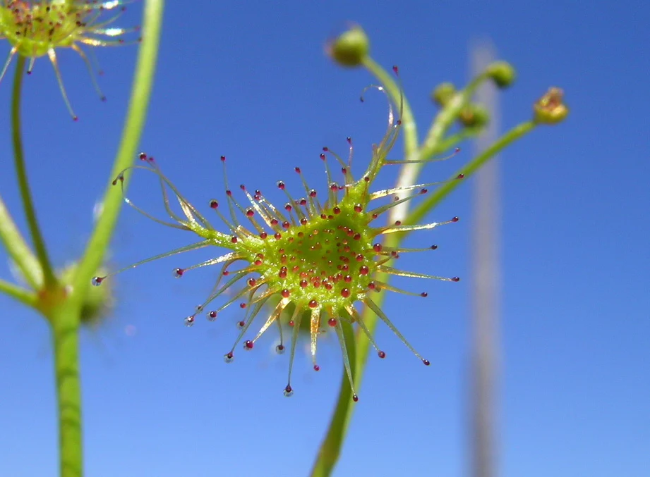 Drosera auriculata <br>TALL SUNDEW