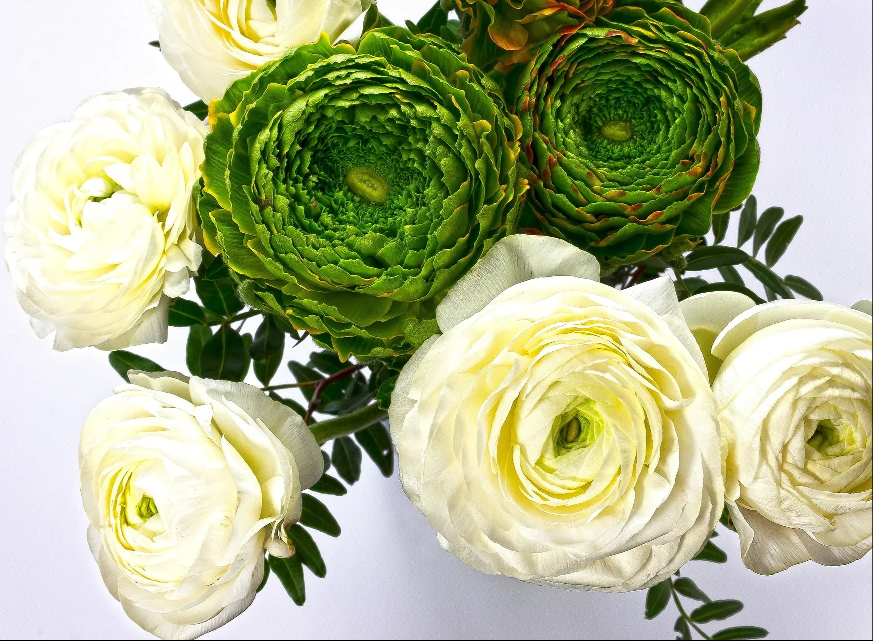 Ranunculus asiaticus <br>RANUNCULUS TALL WHITE