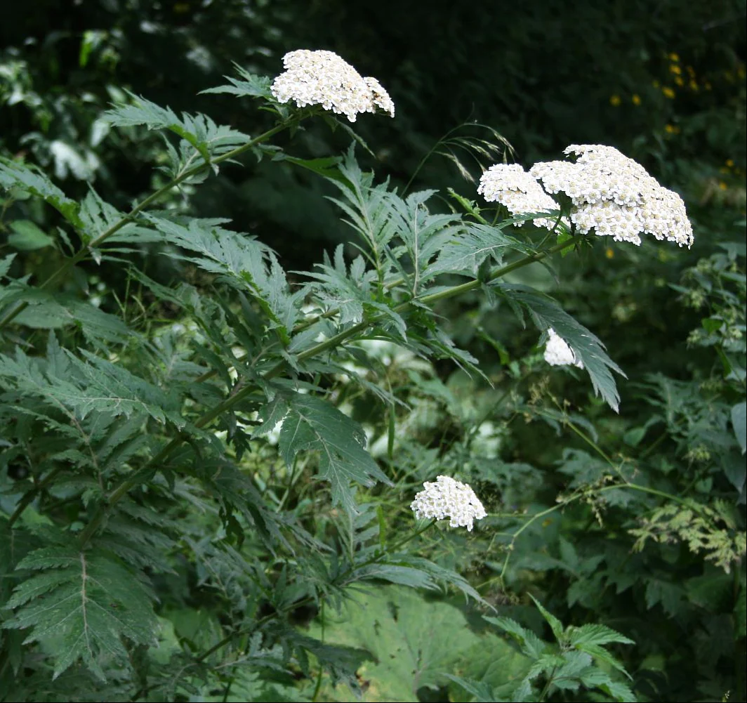 Tanacetum macrophyllum <br>RAYED TANSY