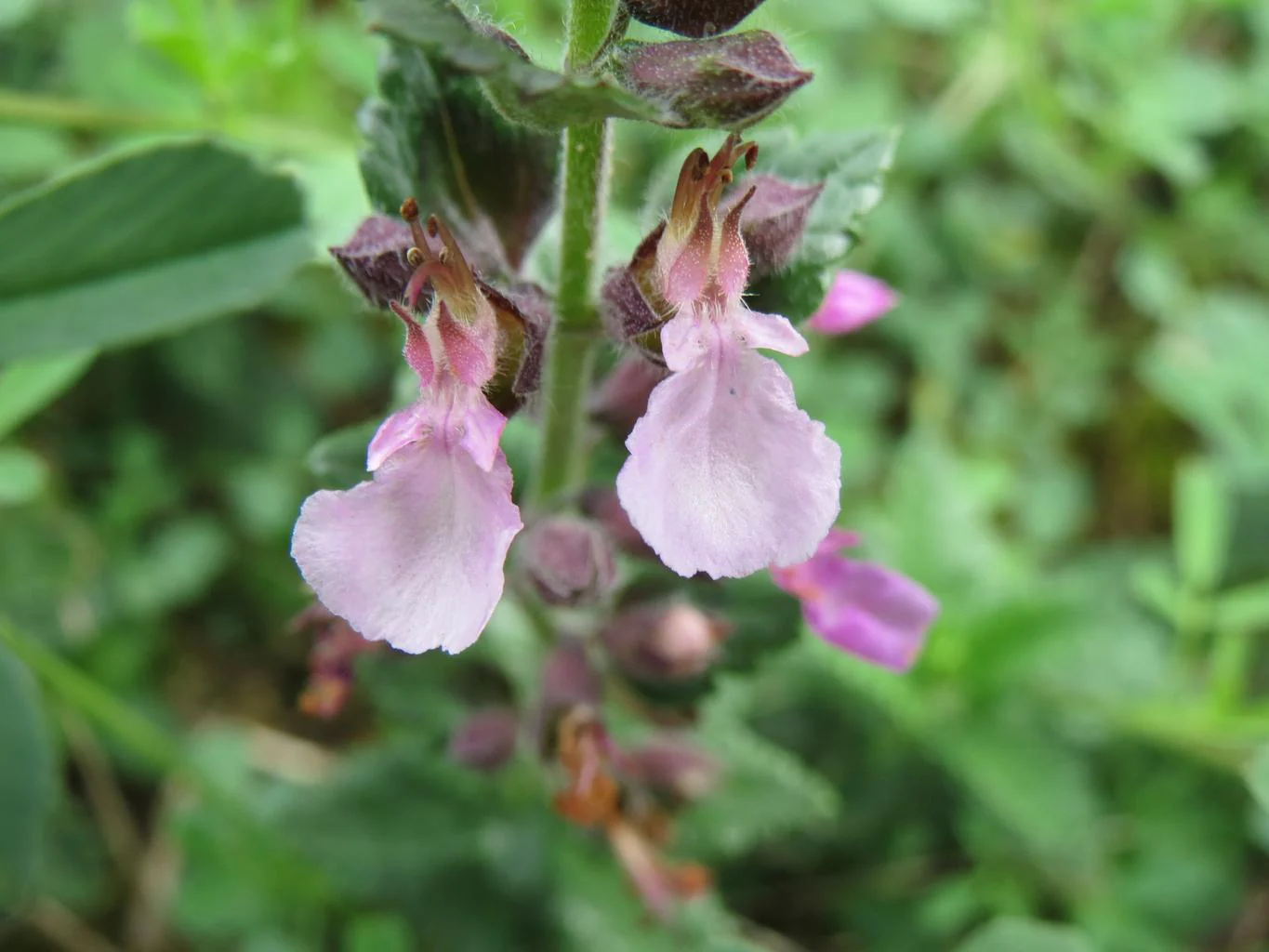 Teucrium chamaedrys <br>WALL GERMANDER
