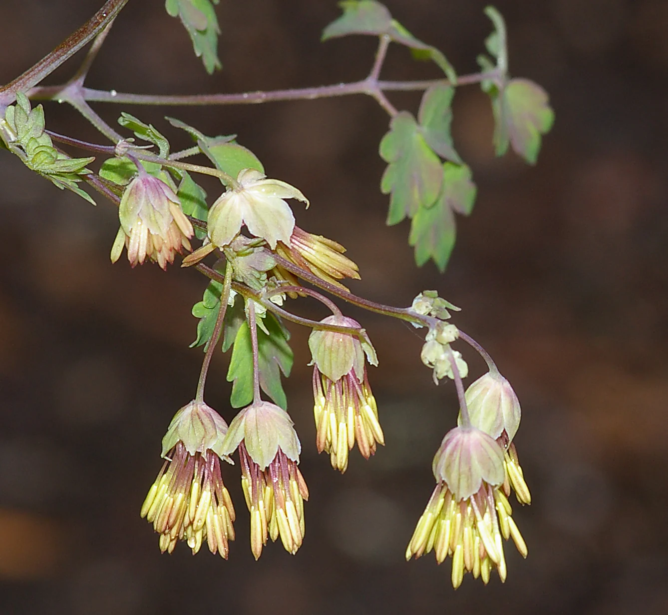 Thalictrum foetidum <br>YELLOW MEADOW RUE