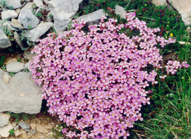 Thlaspi rotundifolium <br>ROUND-LEAF PENNYCRESS