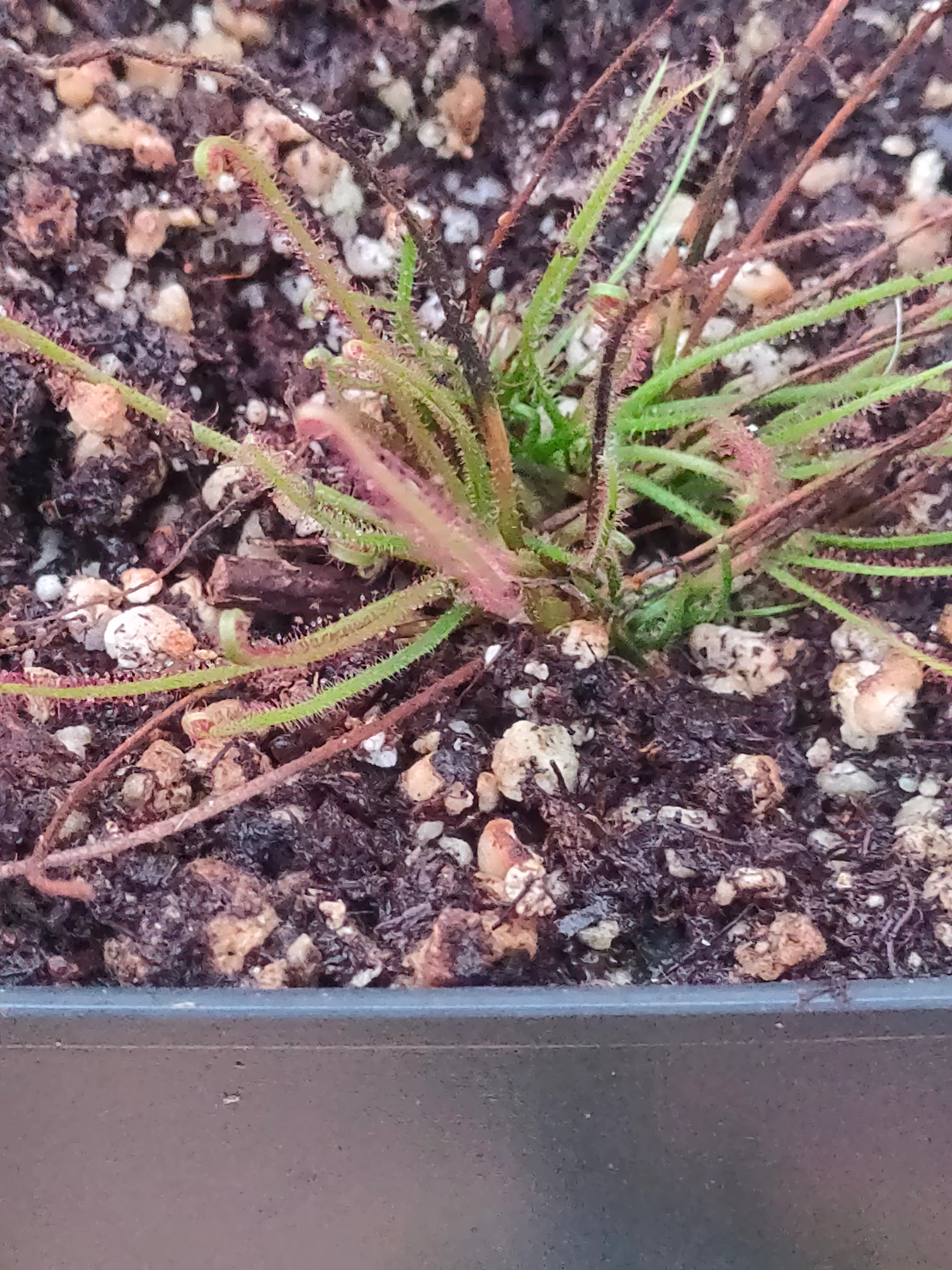 Drosera filiformis <br>THREAD LEAF SUNDEW - Image 2