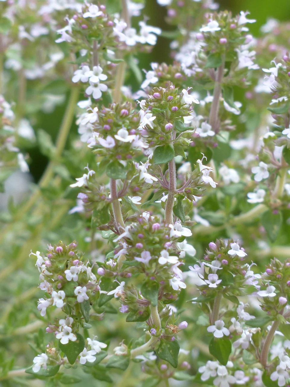 Thymus serpyllum <br>CREEPING THYME 'SNOWTHYME' WHITE - Image 3