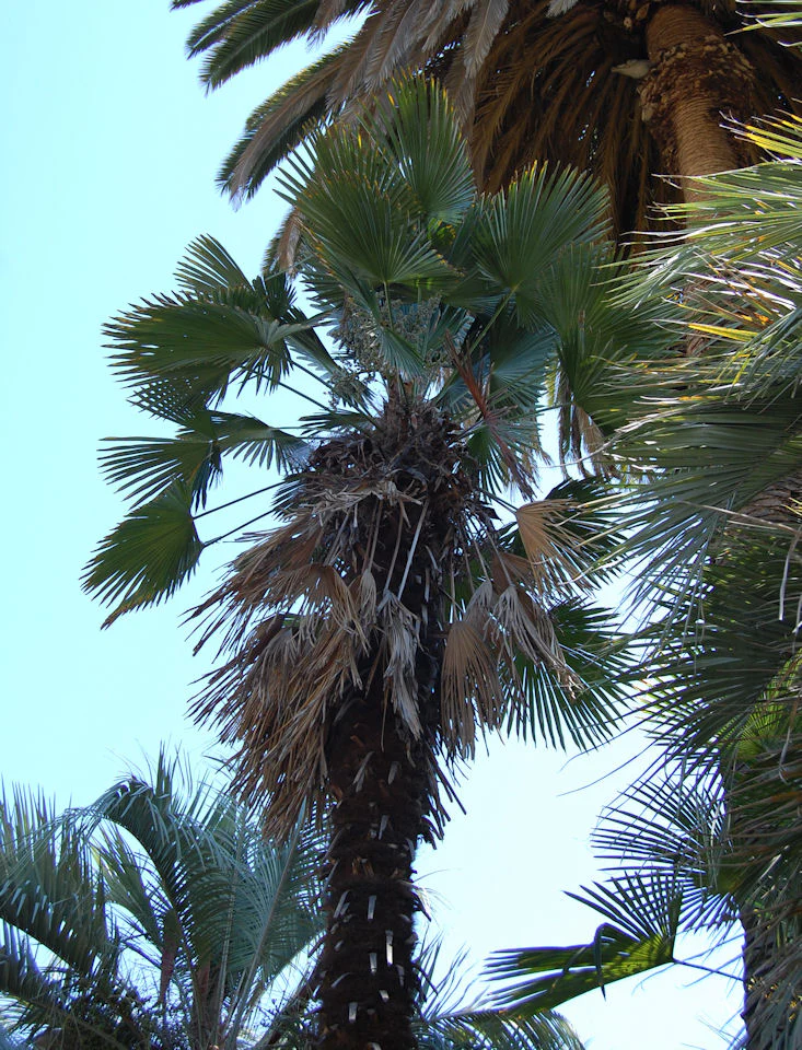 Trachycarpus fortunei wagnerianus <br>HARDY CHUSAN WINDMILL PALM.