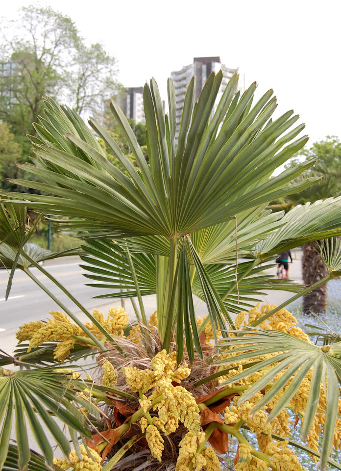Trachycarpus fortunei wagnerianus <br>HARDY CHUSAN WINDMILL PALM. - Image 6