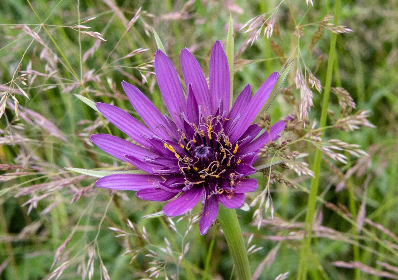 Tragopogon porrifolius <br>PURPLE SALSIFY, JERUSALEM STAR - Image 5