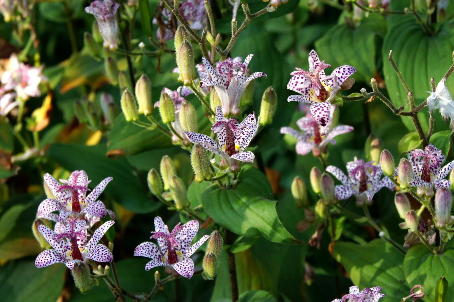 Tricyrtis formosa <br>TOAD LILY