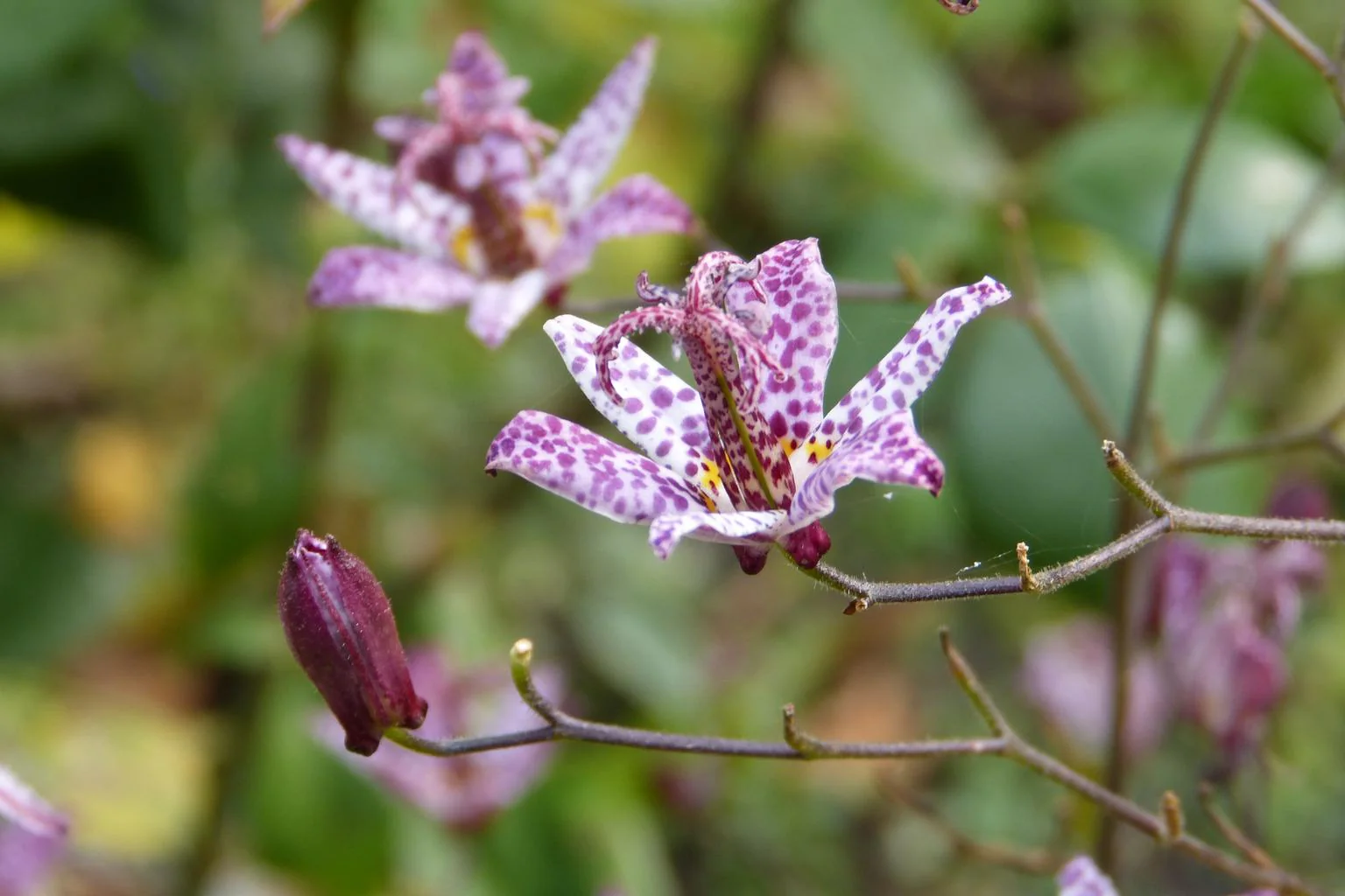 Tricyrtis formosa <br>TOAD LILY - Image 2