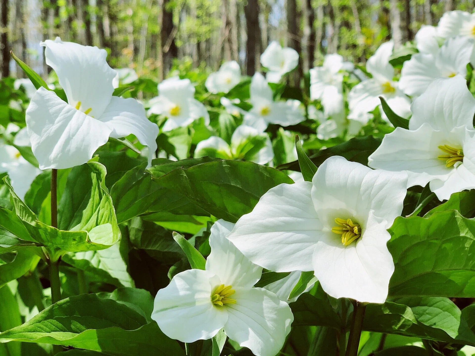Trillium grandiflorum <br>GREAT WHITE TRILLIUM - Image 2