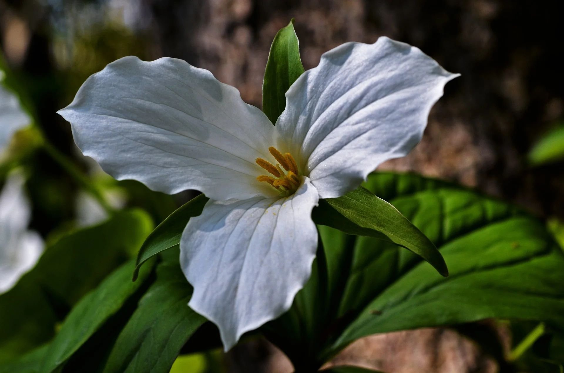 Trillium grandiflorum <br>GREAT WHITE TRILLIUM - Image 8