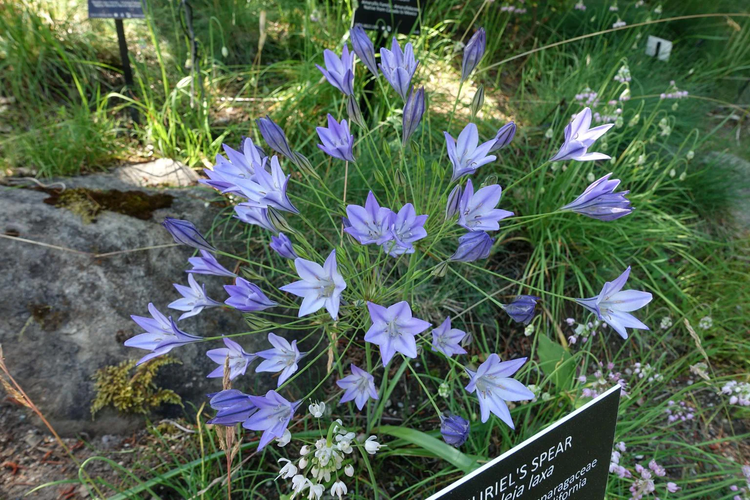 Triteleia laxa <br>ITHURIEL'S SPEAR, GRASS NUT - Image 2