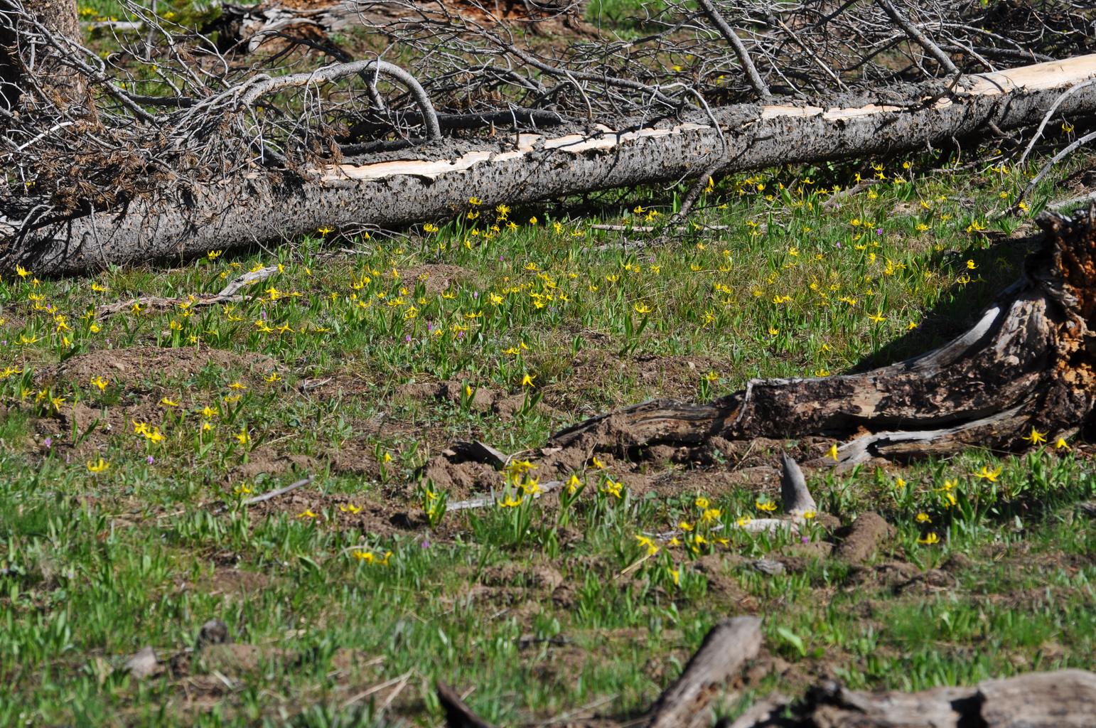 Erythronium grandiflorum <br>TROUT LILY, YELLOW FAWN LILY - Image 2