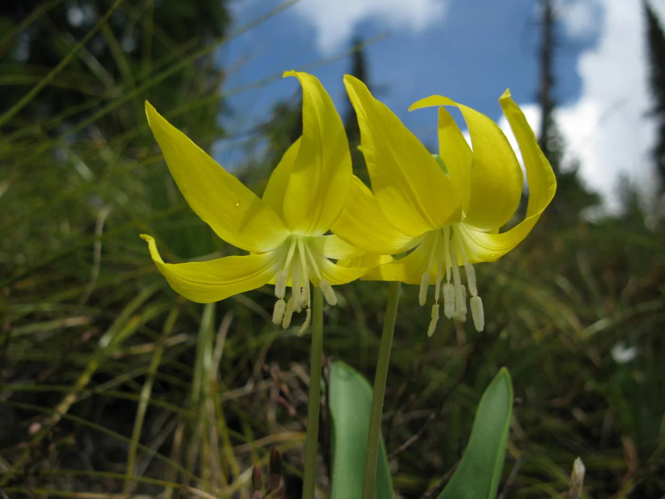Erythronium grandiflorum <br>TROUT LILY, YELLOW FAWN LILY - Image 3