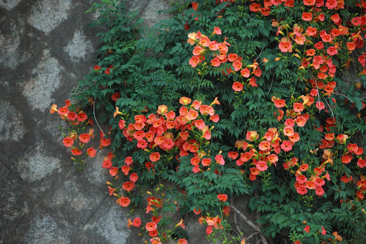 Campsis radicans <br>TRUMPET CREEPER VINE - Image 2