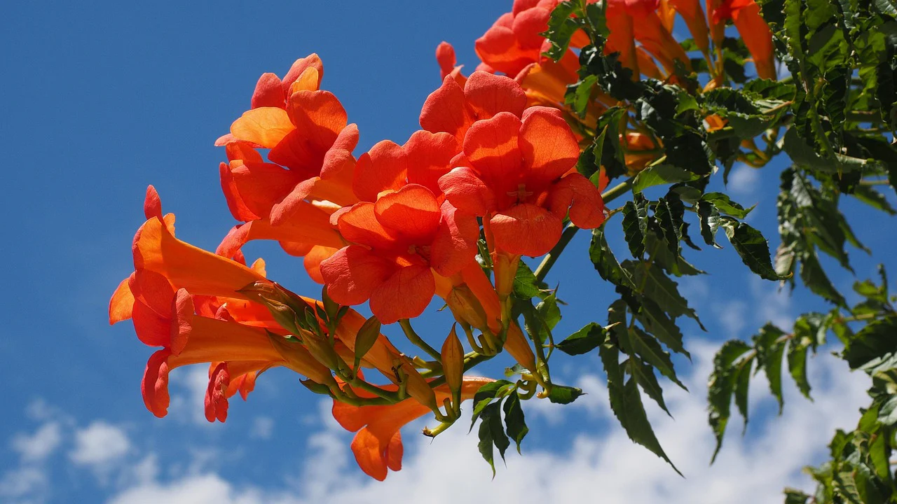Campsis radicans <br>TRUMPET CREEPER VINE - Image 3