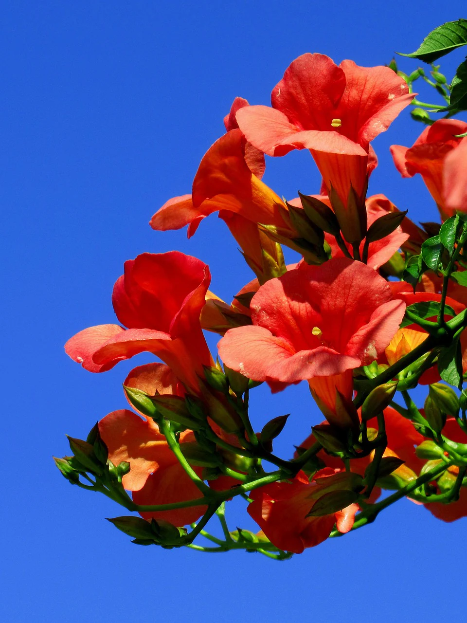 Campsis radicans <br>TRUMPET CREEPER VINE - Image 4