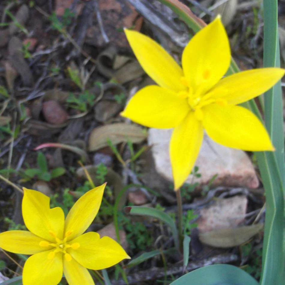 Tulipa sylvestris <br>WILD TULIP, WOODLAND TULIP, FLORENTINE TULIP - Image 2