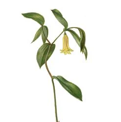 Uvularia sessilifolia <br>SESSILE-LEAF BELLWORT - Image 3