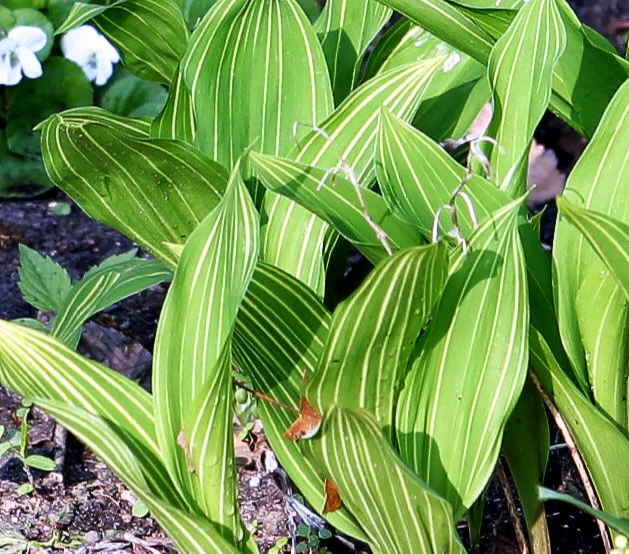 Convallaria <br>VARIEGATED STRIPED LILY OF THE VALLEY