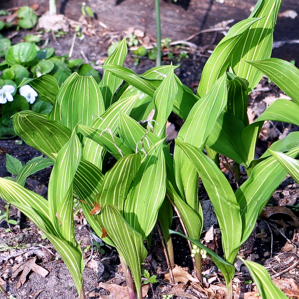 Convallaria <br>VARIEGATED STRIPED LILY OF THE VALLEY - Image 2