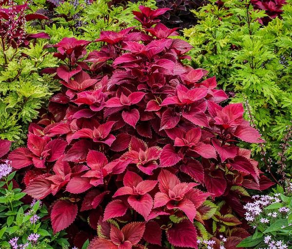 Coleus <br>RED VELVET COLEUS - Image 2