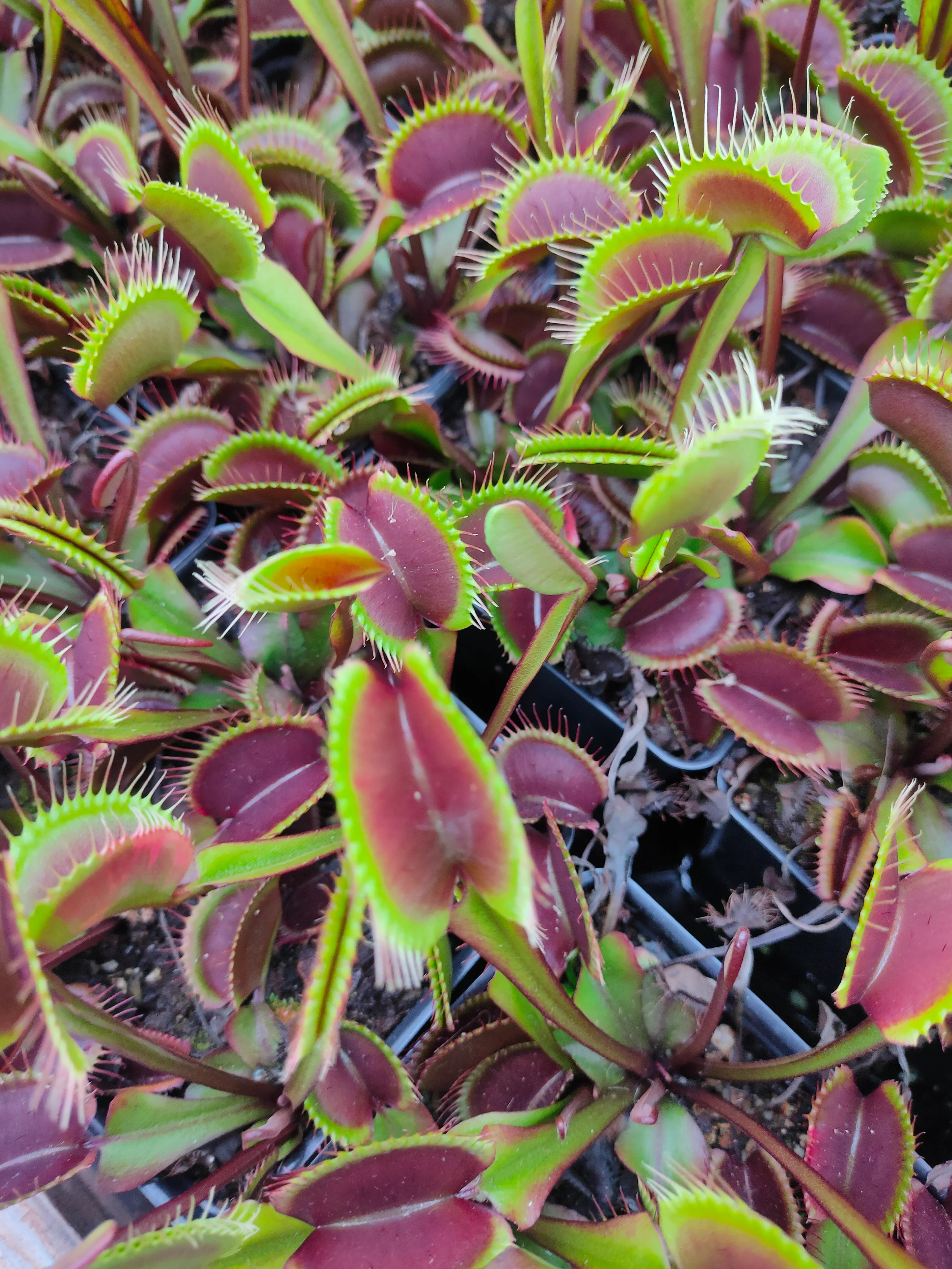 Dionaea muscipula <br>VENUS FLYTRAP 'AKAI RYU' <br>LIVE PLANT