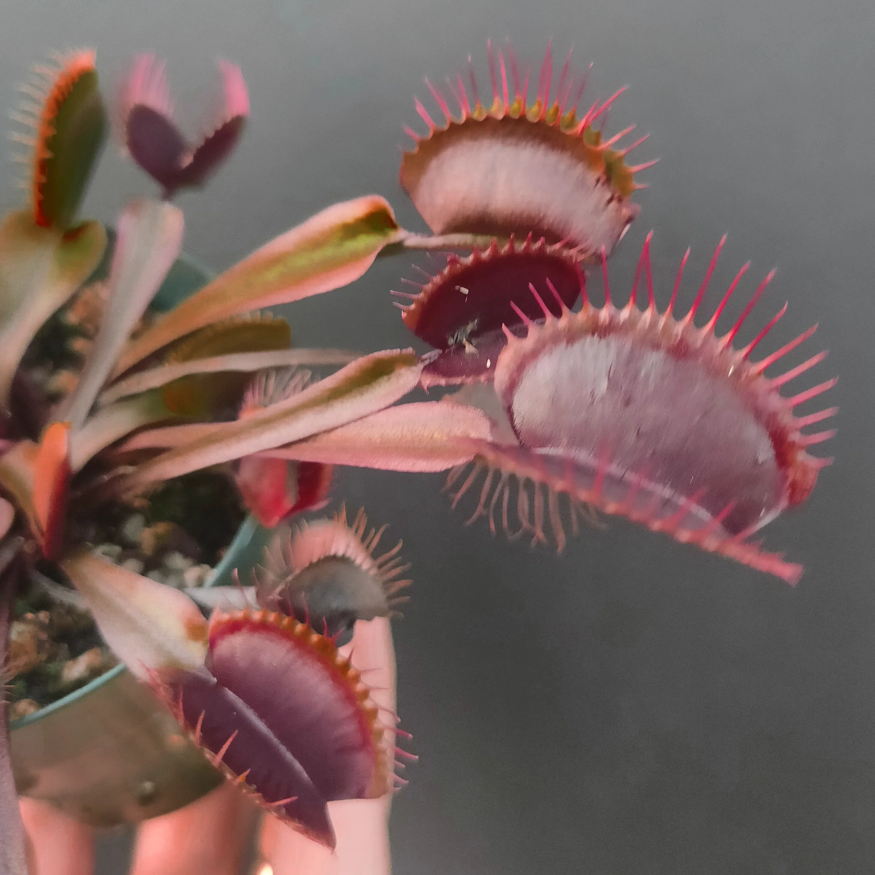 Dionaea muscipula <br>VENUS FLYTRAP 'AKAI RYU' <br>LIVE PLANT - Image 2